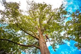 Why Choose Our Tree Removal Services in Baileyton, AL?