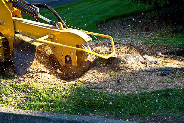 Seasonal Cleanup (Spring/Fall) in Baileyton, AL